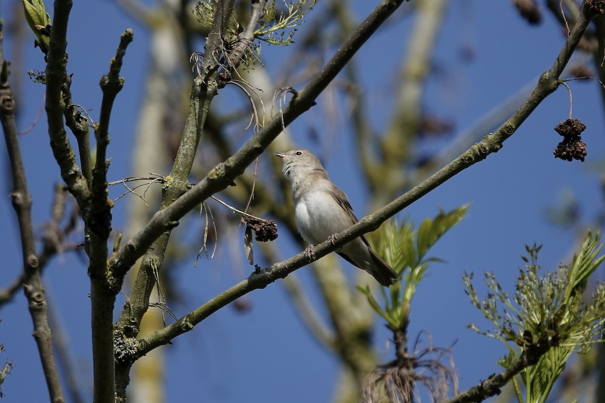 Garden Warbler - ML642965322