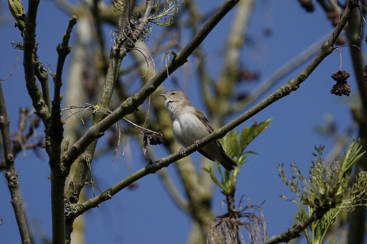 Garden Warbler - ML642965324