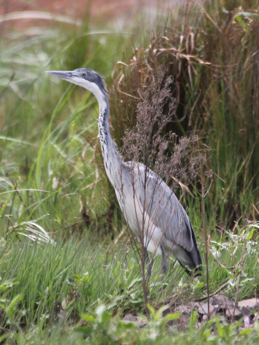 Black-headed Heron - ML642965328