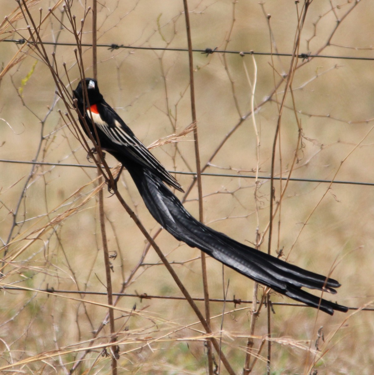 Long-tailed Widowbird - ML642965342