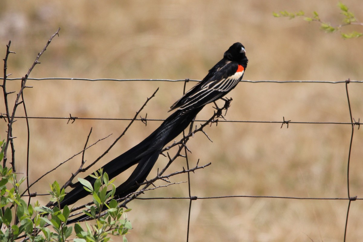 Long-tailed Widowbird - ML642965343