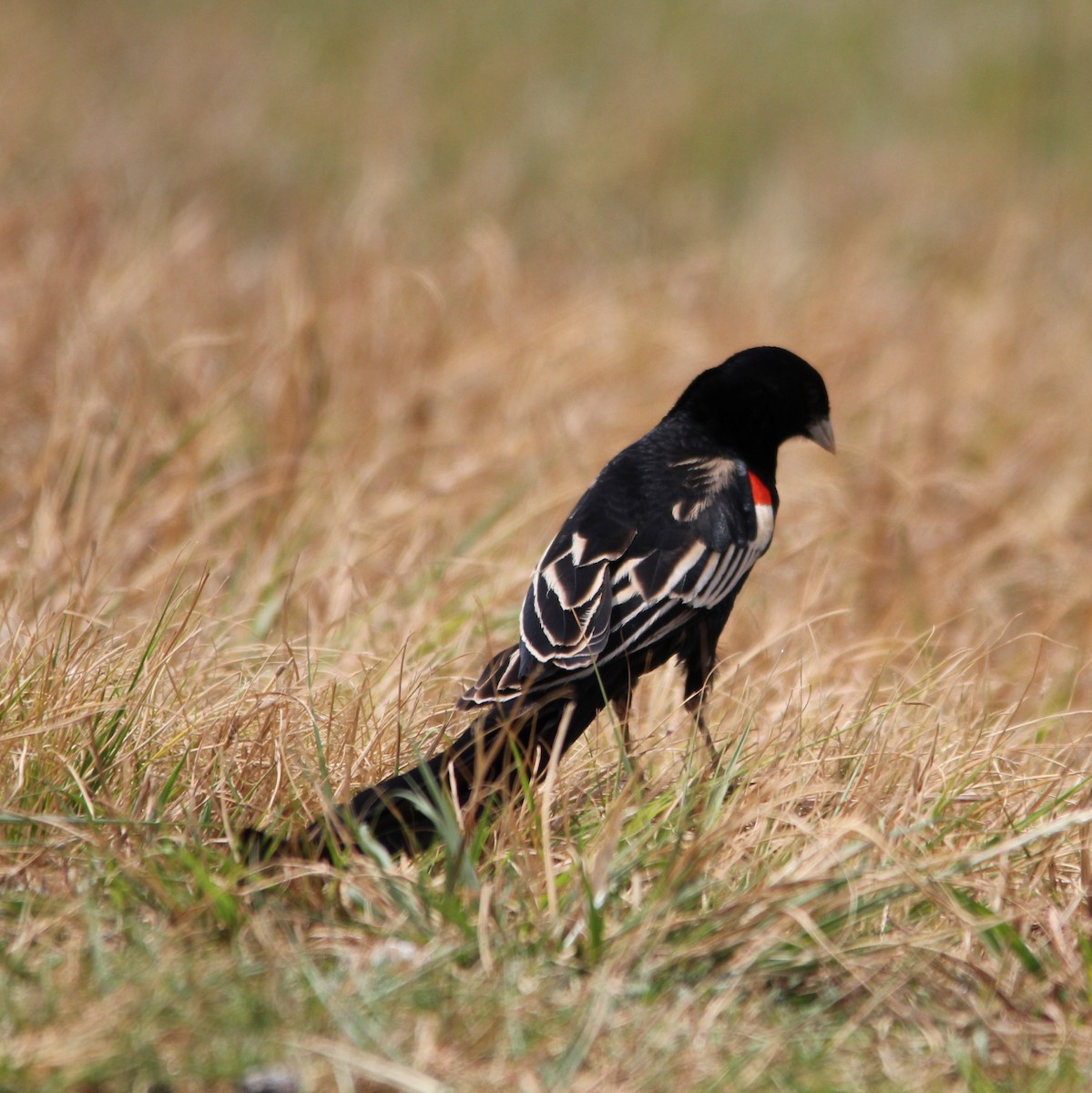 Long-tailed Widowbird - ML642965344
