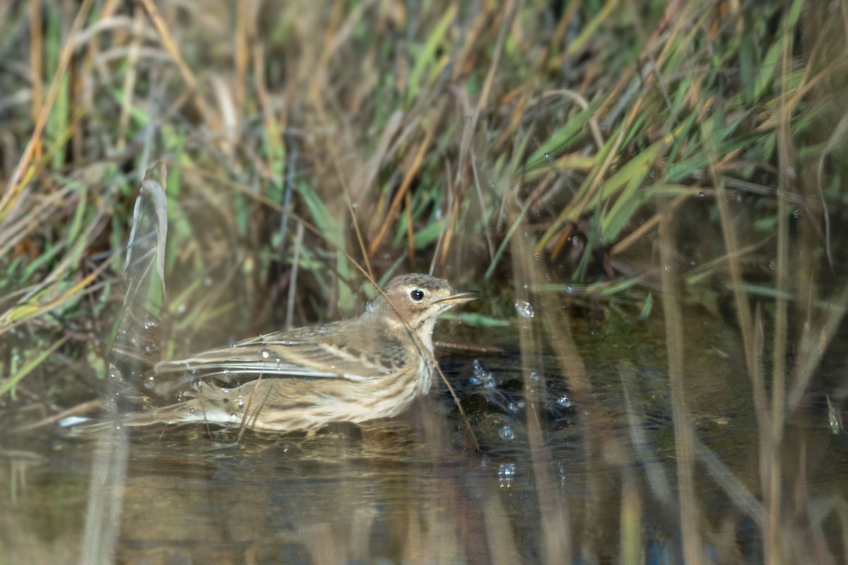 American Pipit - ML642965358
