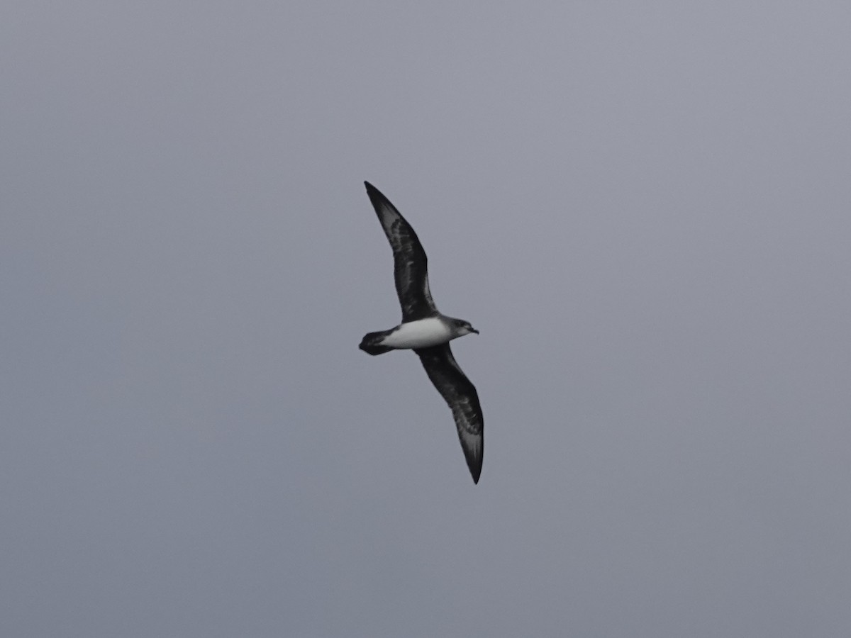Herald Petrel - ML642965359
