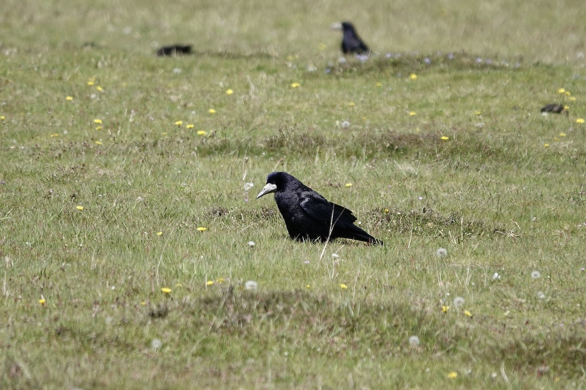 Rook - ML642965364