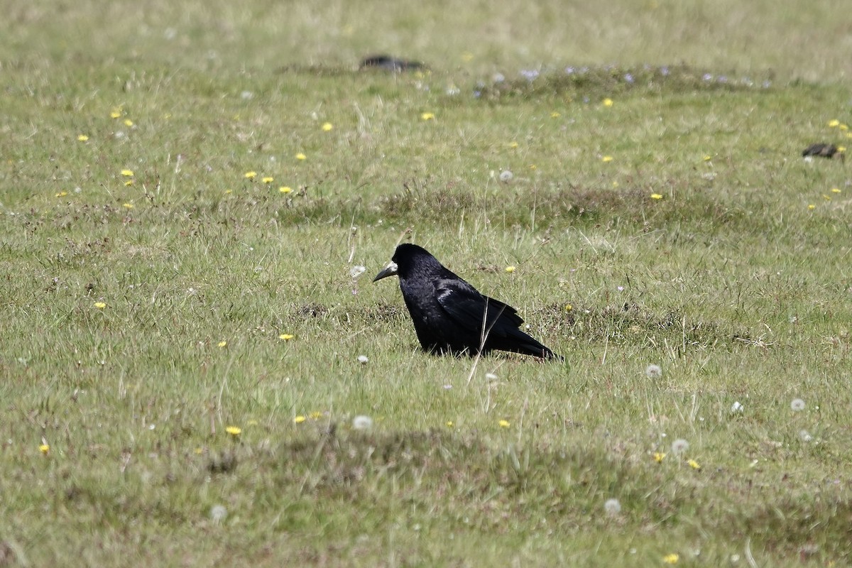 Rook - ML642965366
