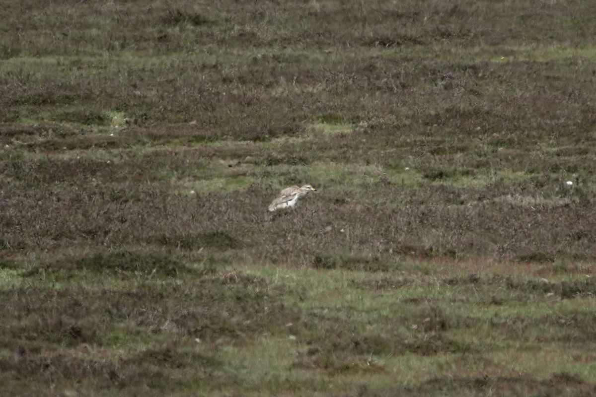 Eurasian Thick-knee - ML642965383