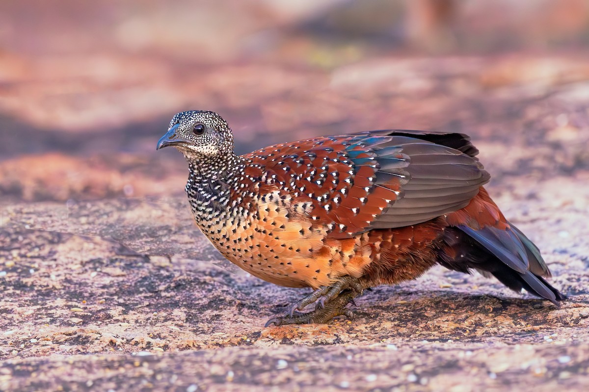 Painted Spurfowl - ML642965384