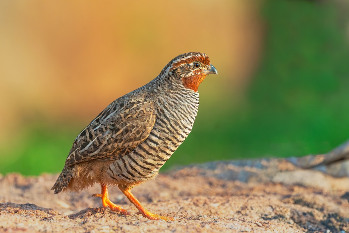 Jungle Bush-Quail - ML642965419