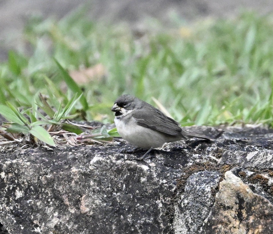 Double-collared Seedeater - ML642965438