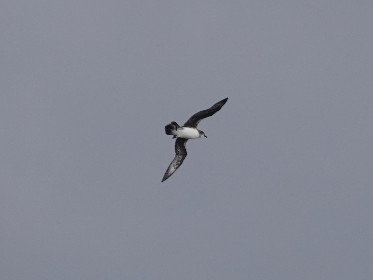 Herald Petrel - ML642965443
