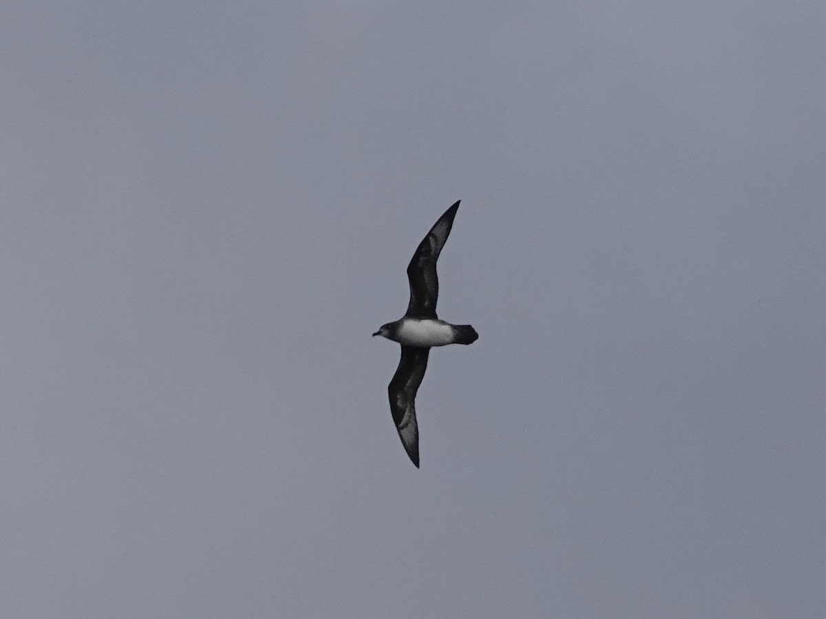 Herald Petrel - ML642965447