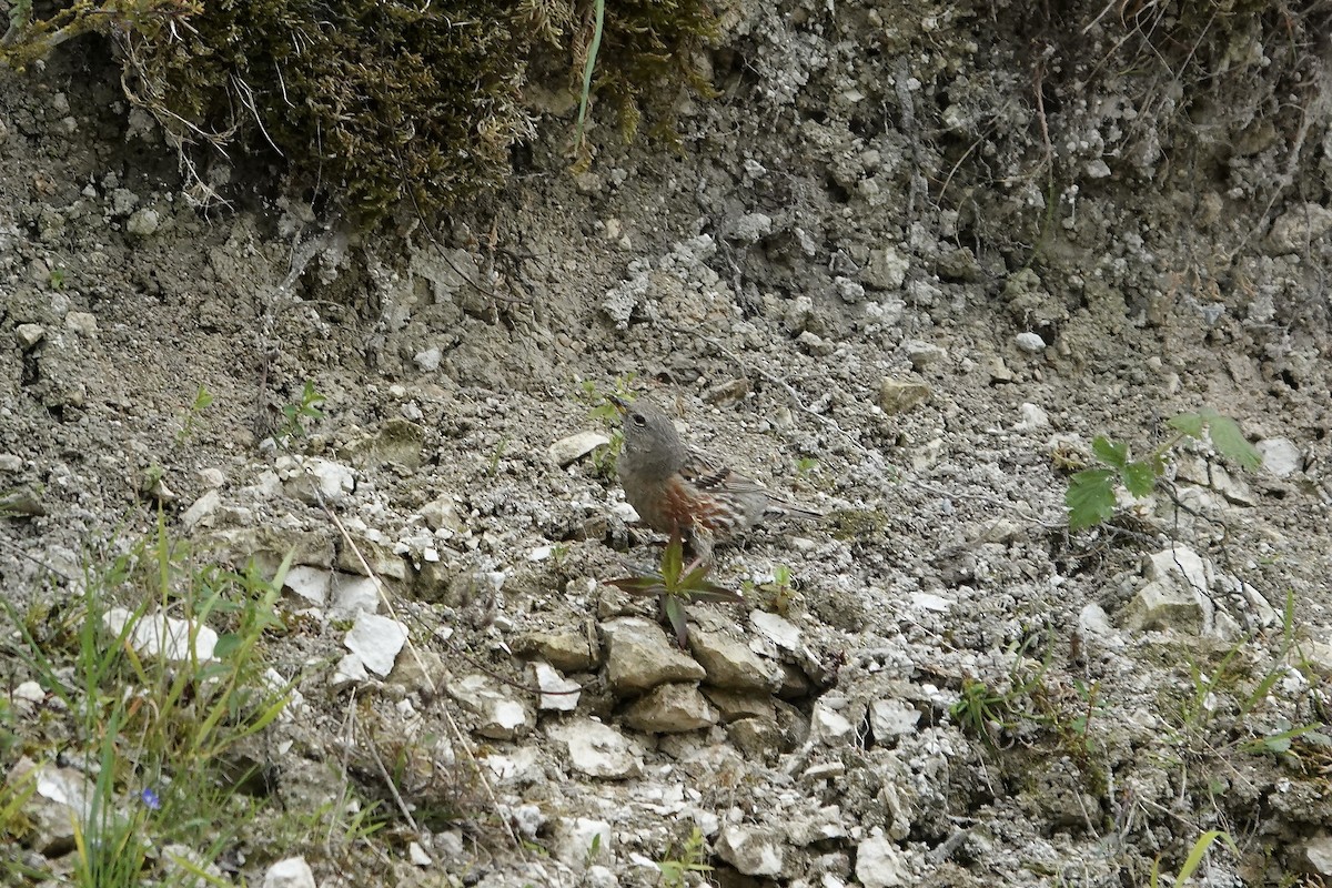 Accenteur alpin - ML642965470