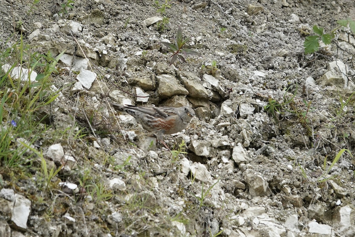Accenteur alpin - ML642965473
