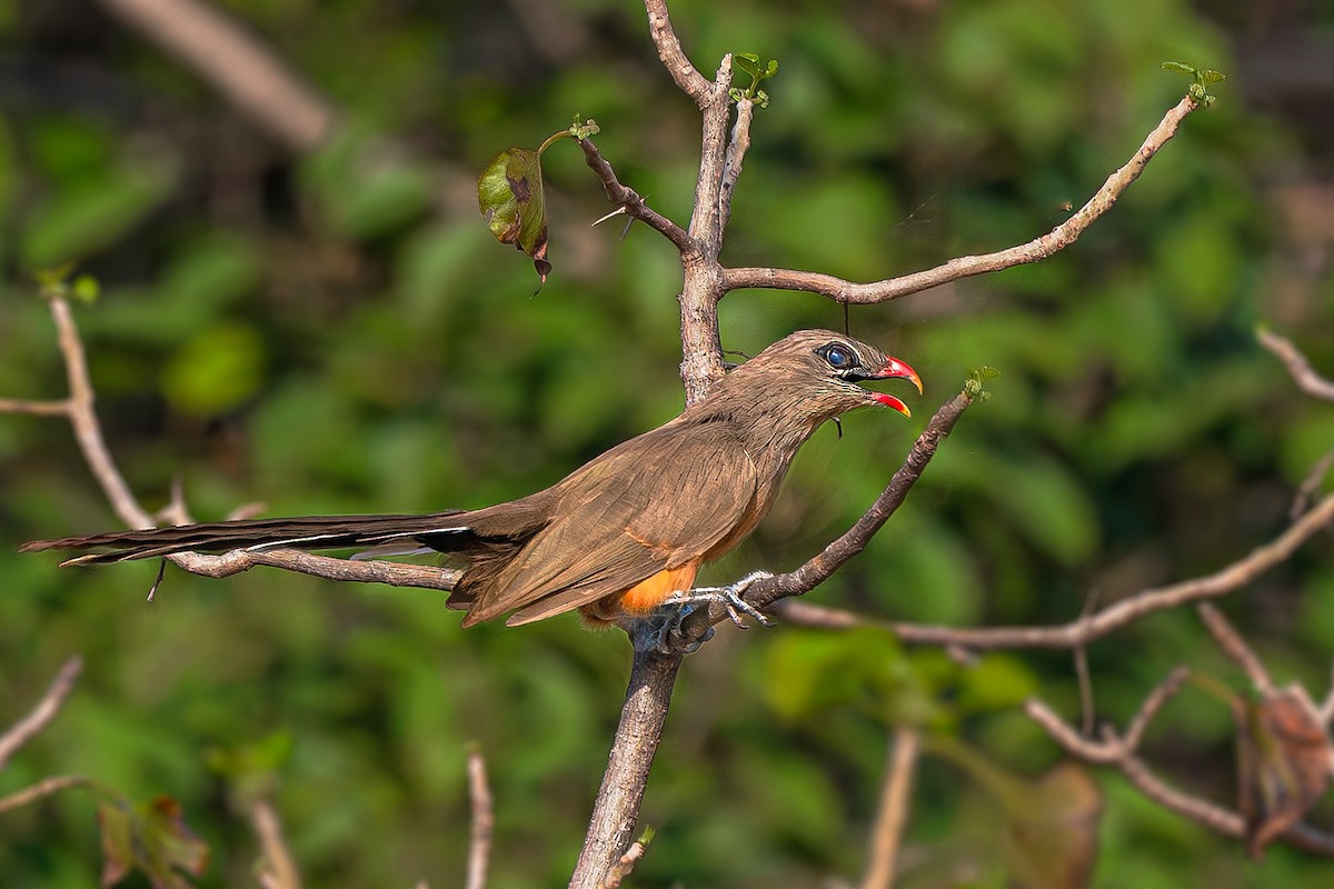 Sirkeer Malkoha - ML642965479