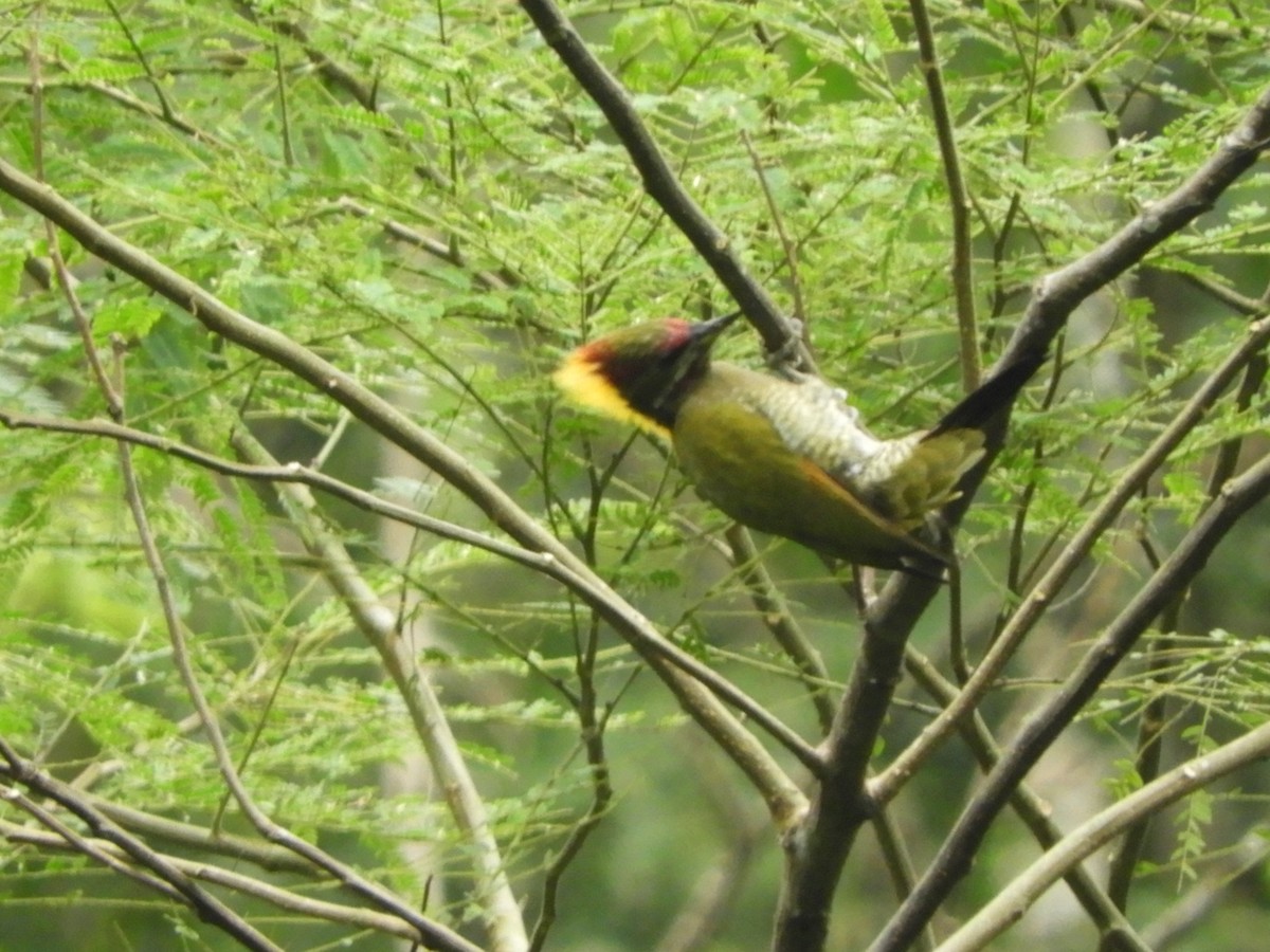 Lesser Yellownape - ML642965486