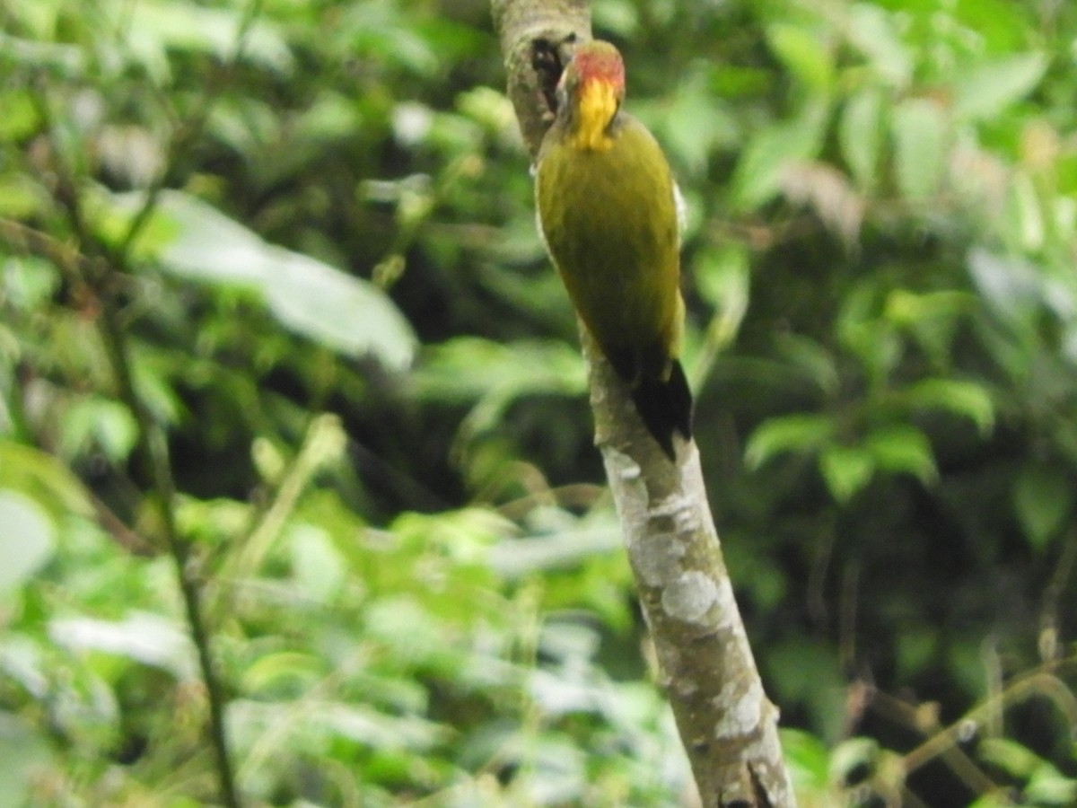 Lesser Yellownape - ML642965487