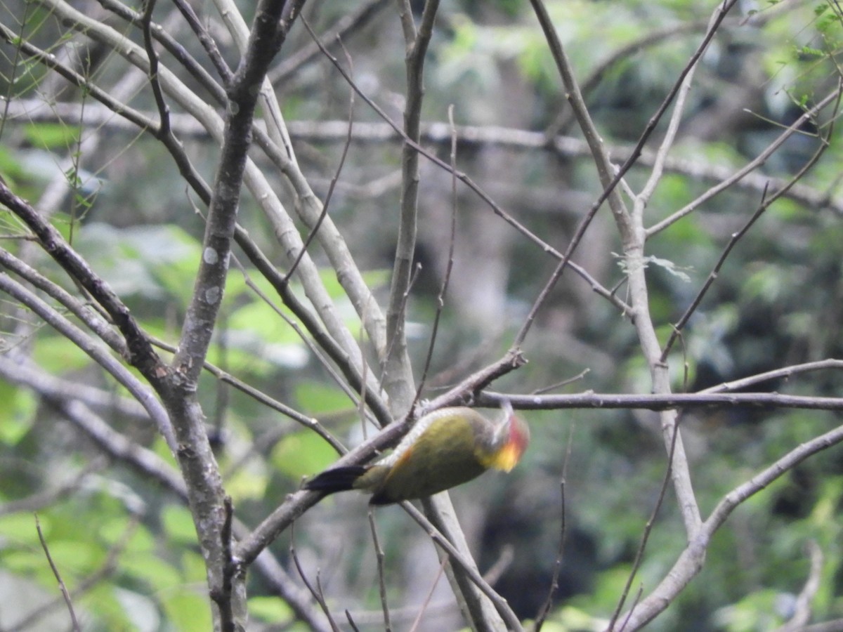 Lesser Yellownape - ML642965488
