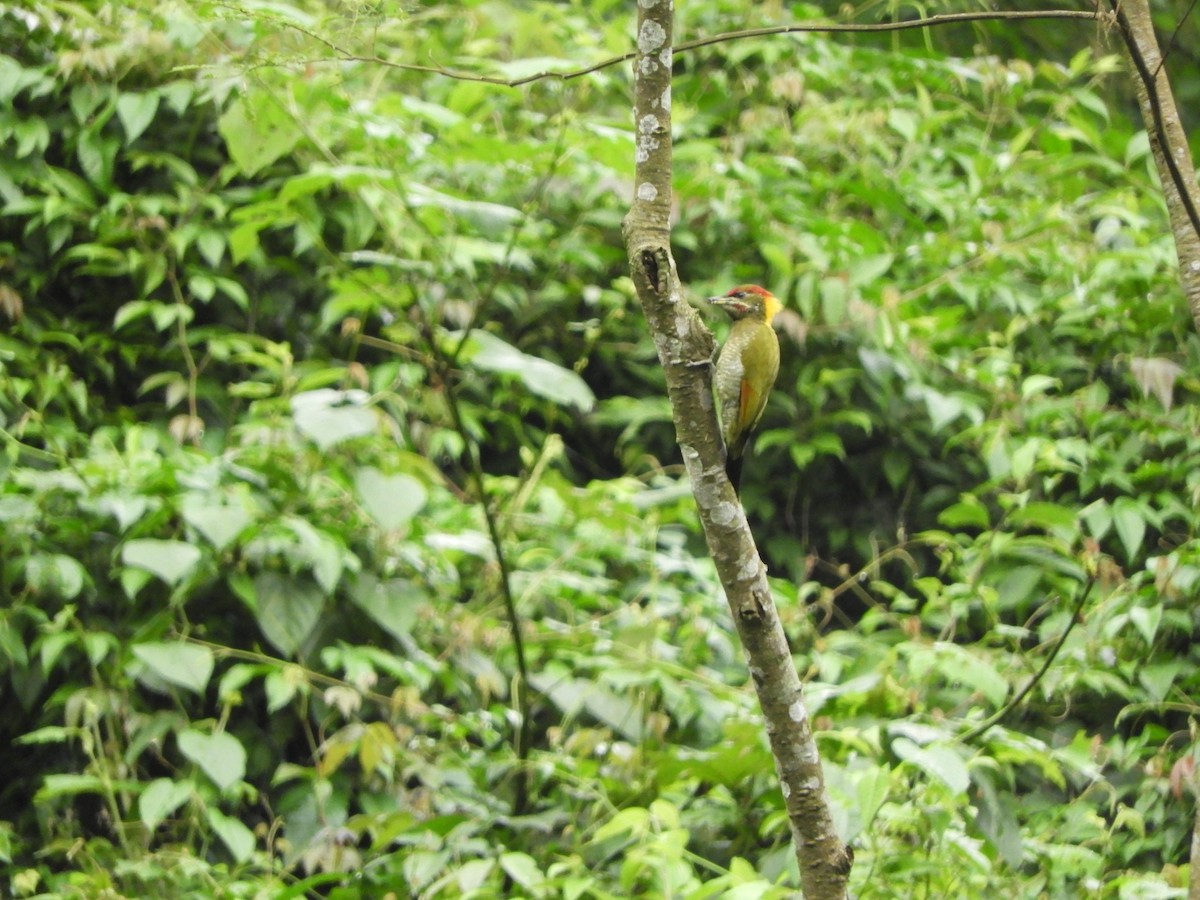 Lesser Yellownape - ML642965489