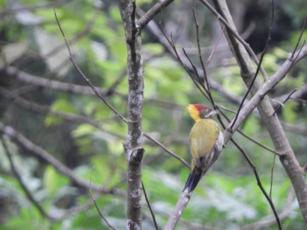 Lesser Yellownape - ML642965490