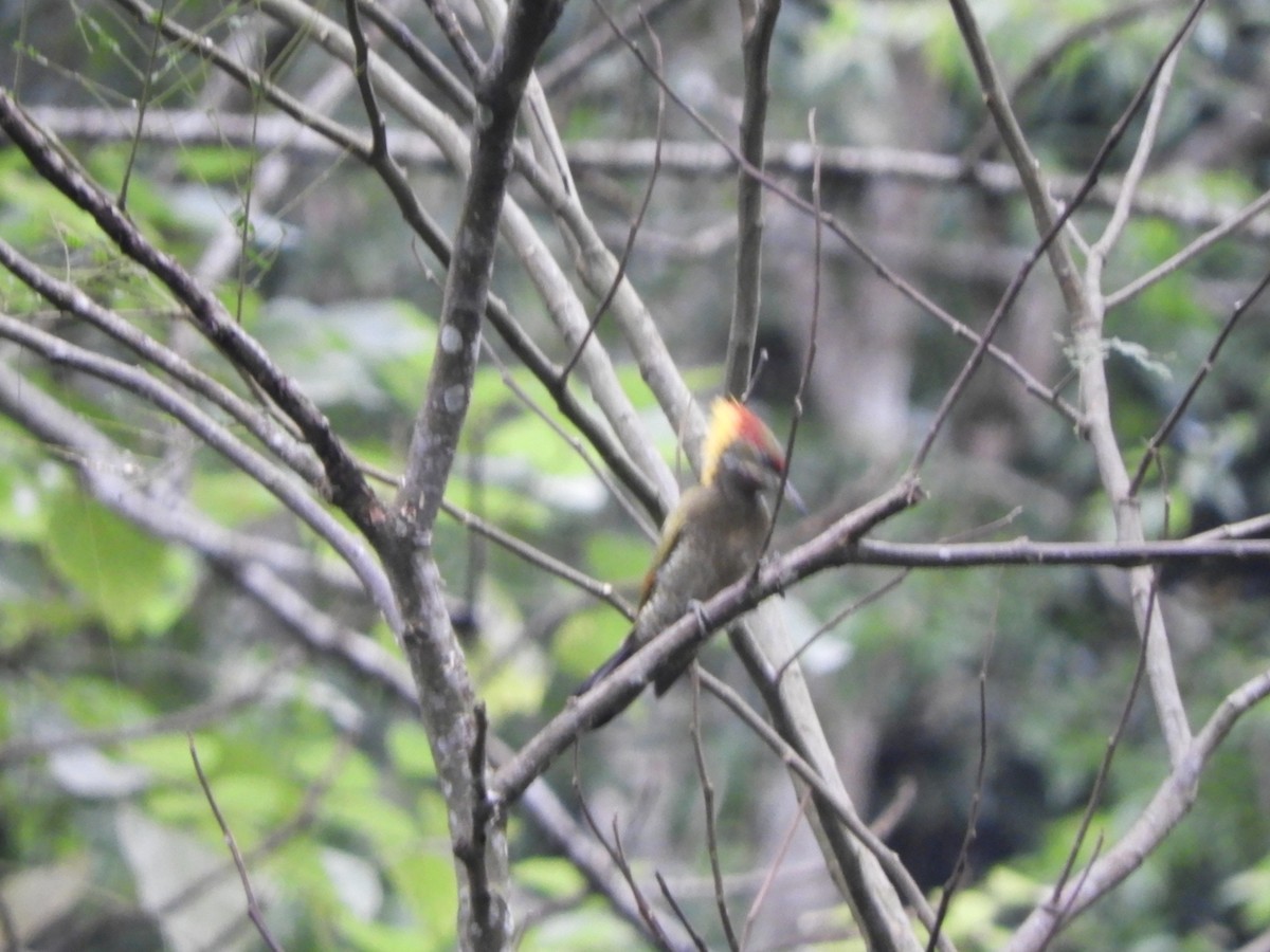 Lesser Yellownape - ML642965491