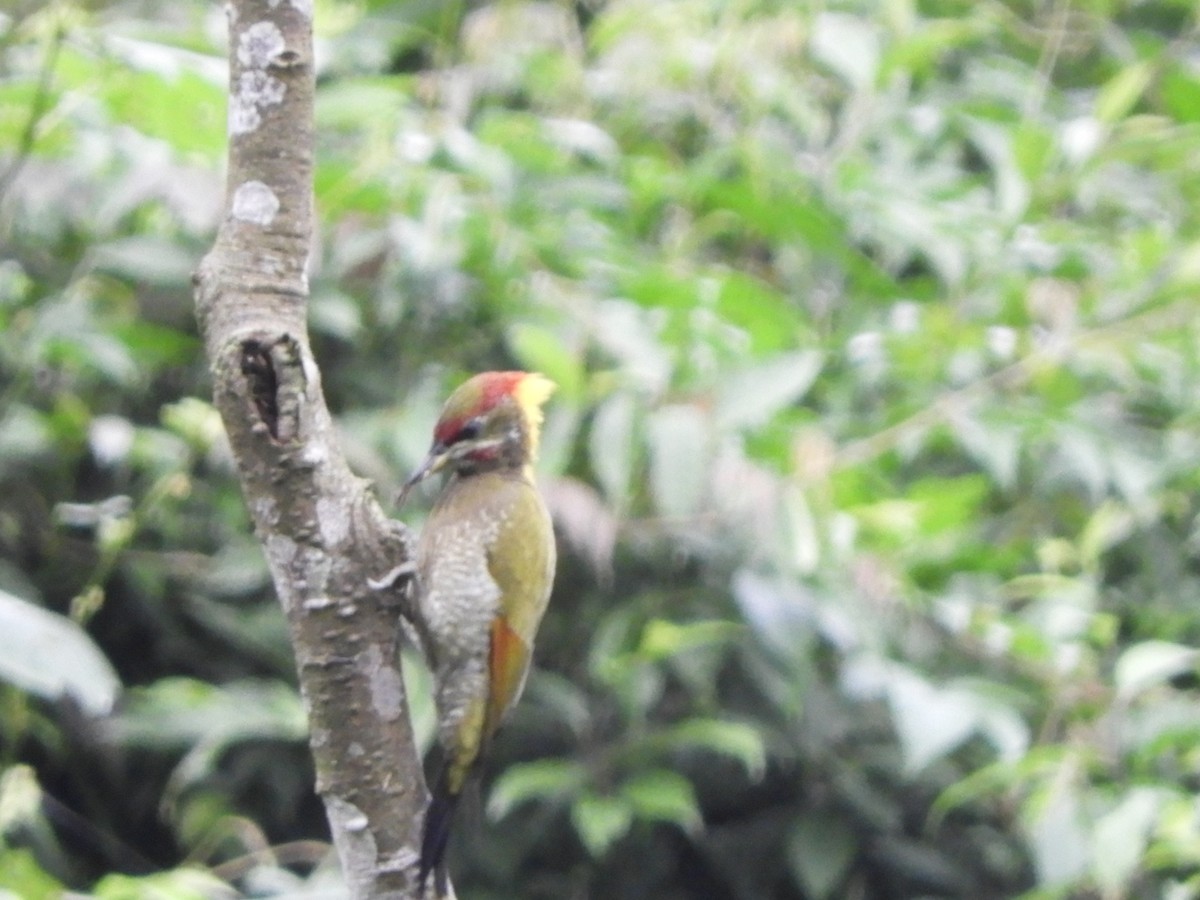 Lesser Yellownape - ML642965492