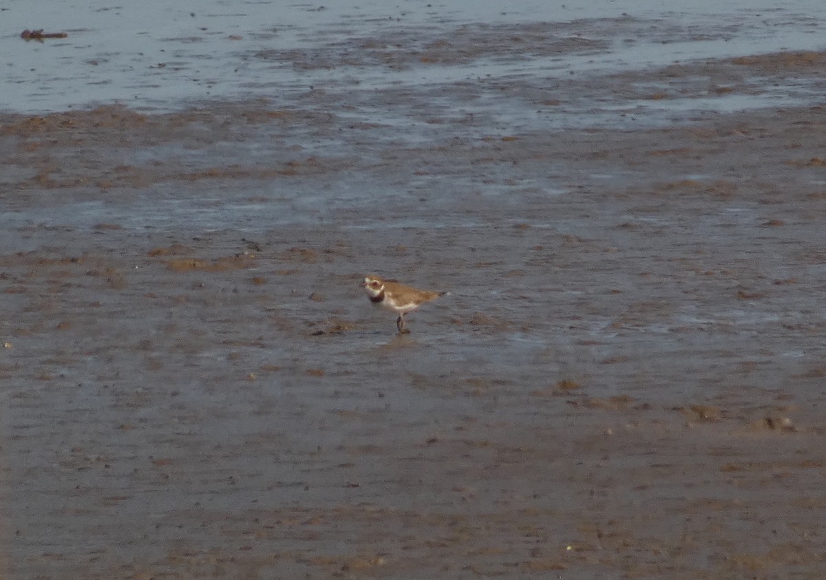 Semipalmated Plover - ML642965499