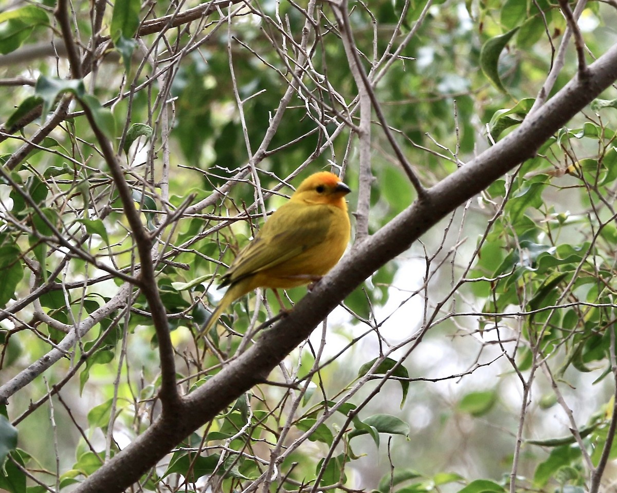 Посвірж золотоголовий - ML642965503