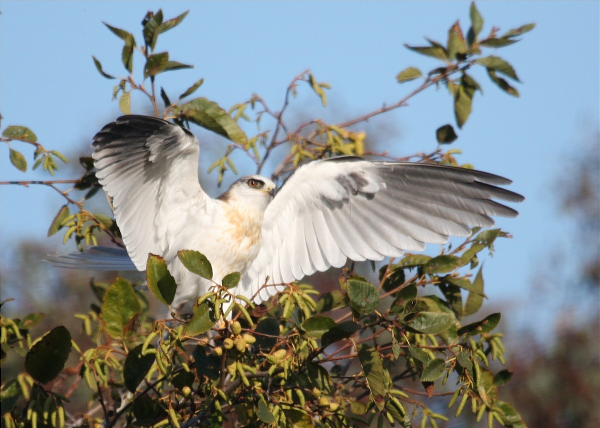 White-tailed Kite - ML642965512