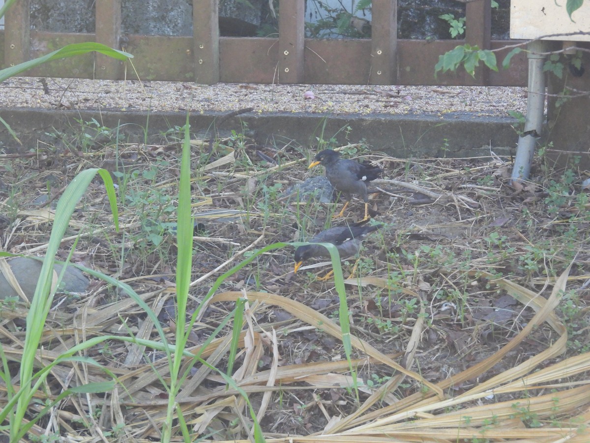 Javan Myna - ML642965526