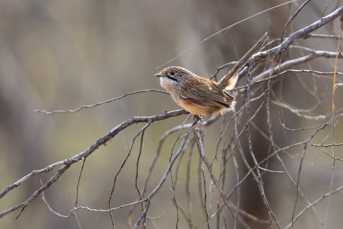 Striated Grasswren - ML642965527