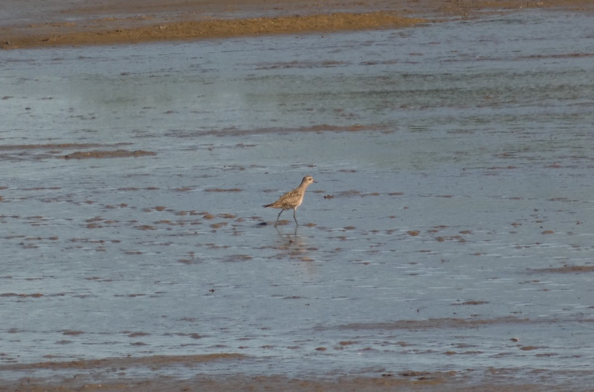 American Golden-Plover - ML642965535