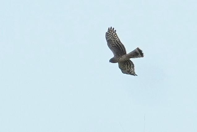 Hen Harrier - ML642965537