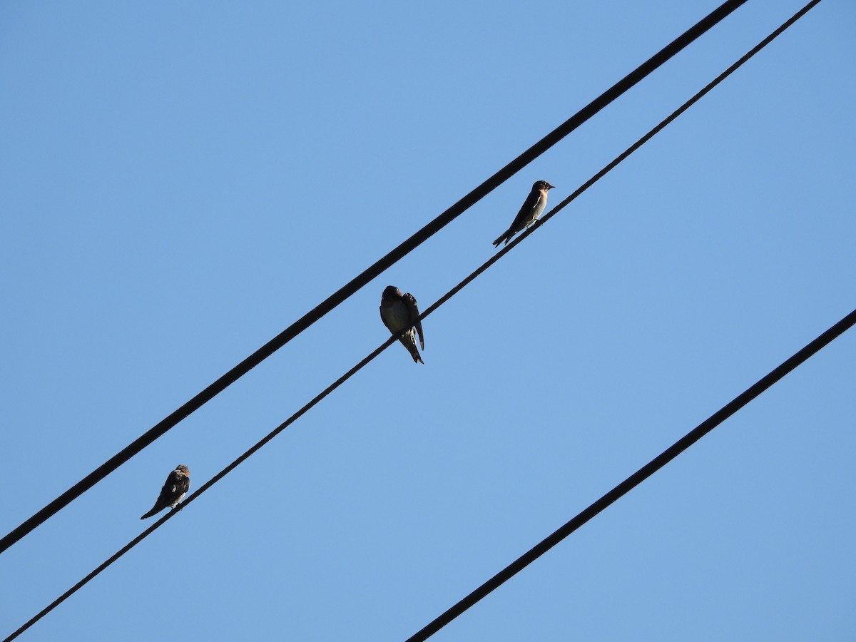 Pacific Swallow - ML642965538