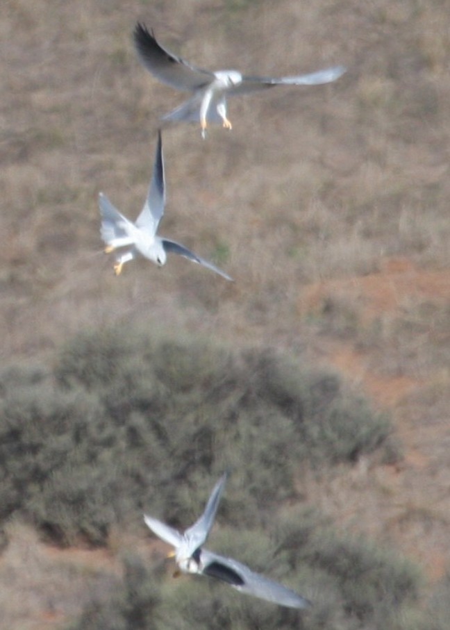 White-tailed Kite - ML642965539