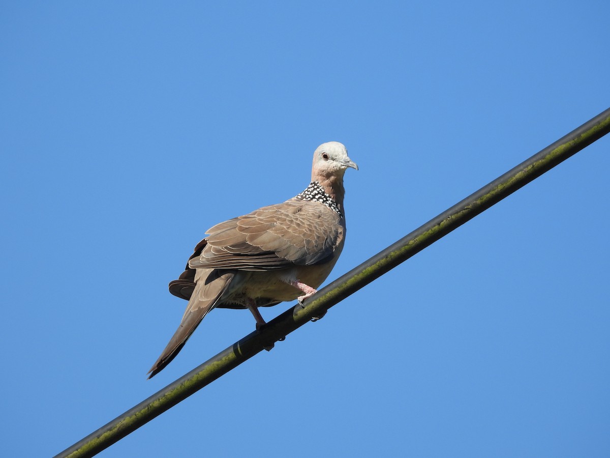 Spotted Dove - ML642965549