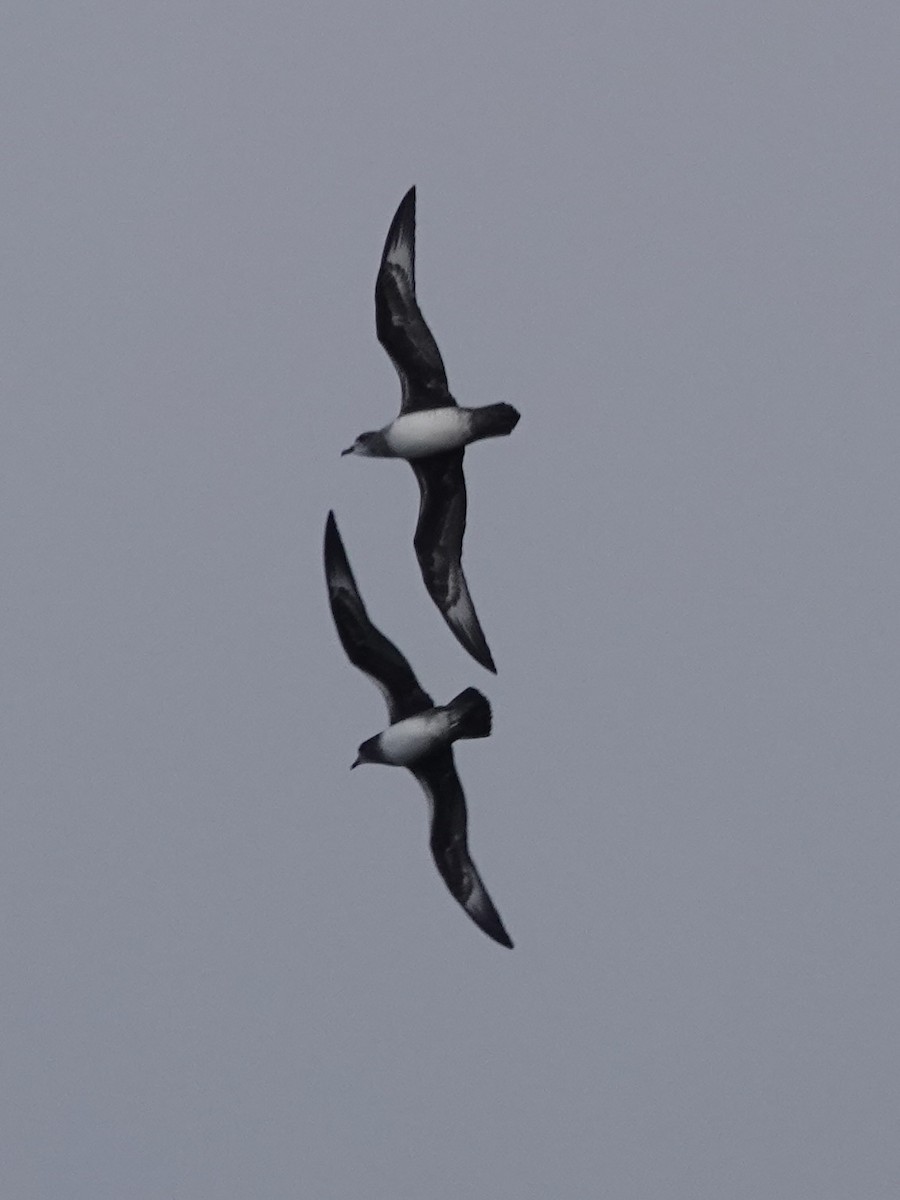 Herald Petrel - ML642965550
