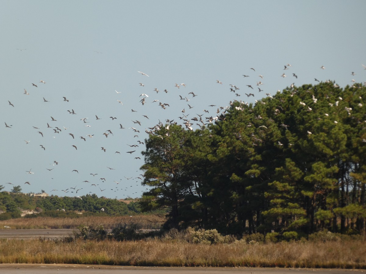 White Ibis - ML642965560