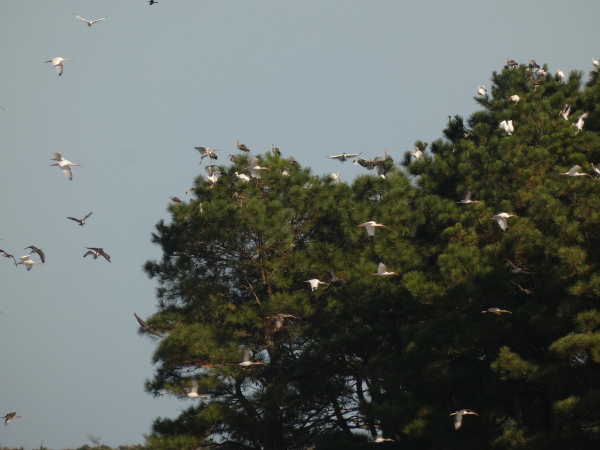 White Ibis - ML642965561