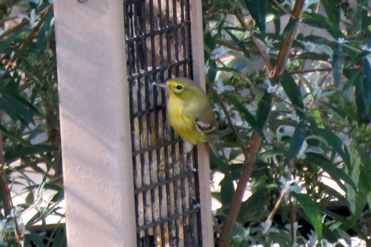 Pine Warbler - ML642965565