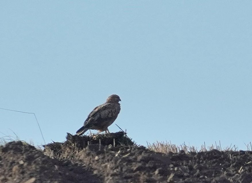 Long-legged Buzzard - ML642965567
