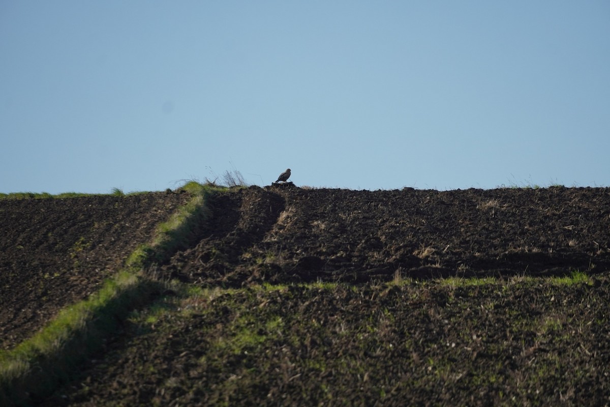 Long-legged Buzzard - ML642965568