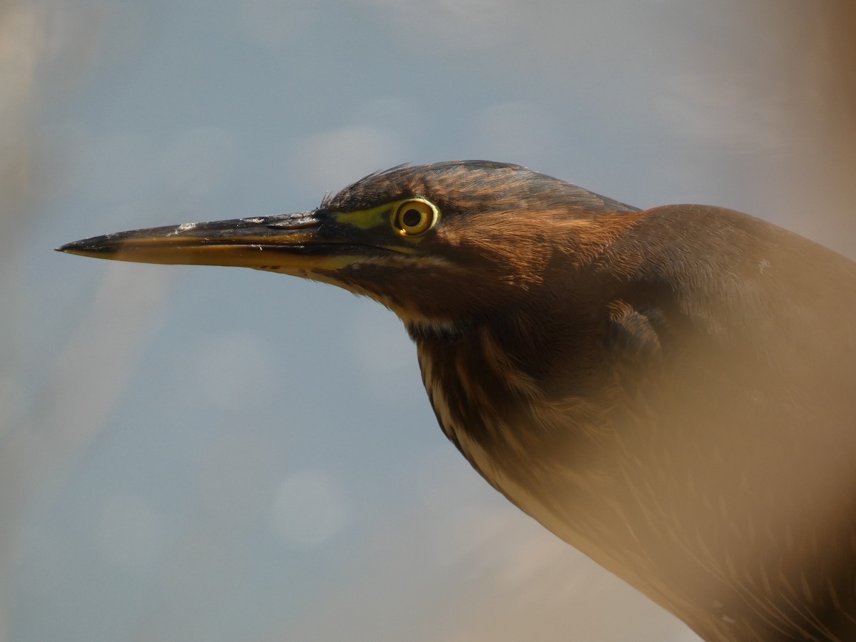 Green Heron - ML642965574