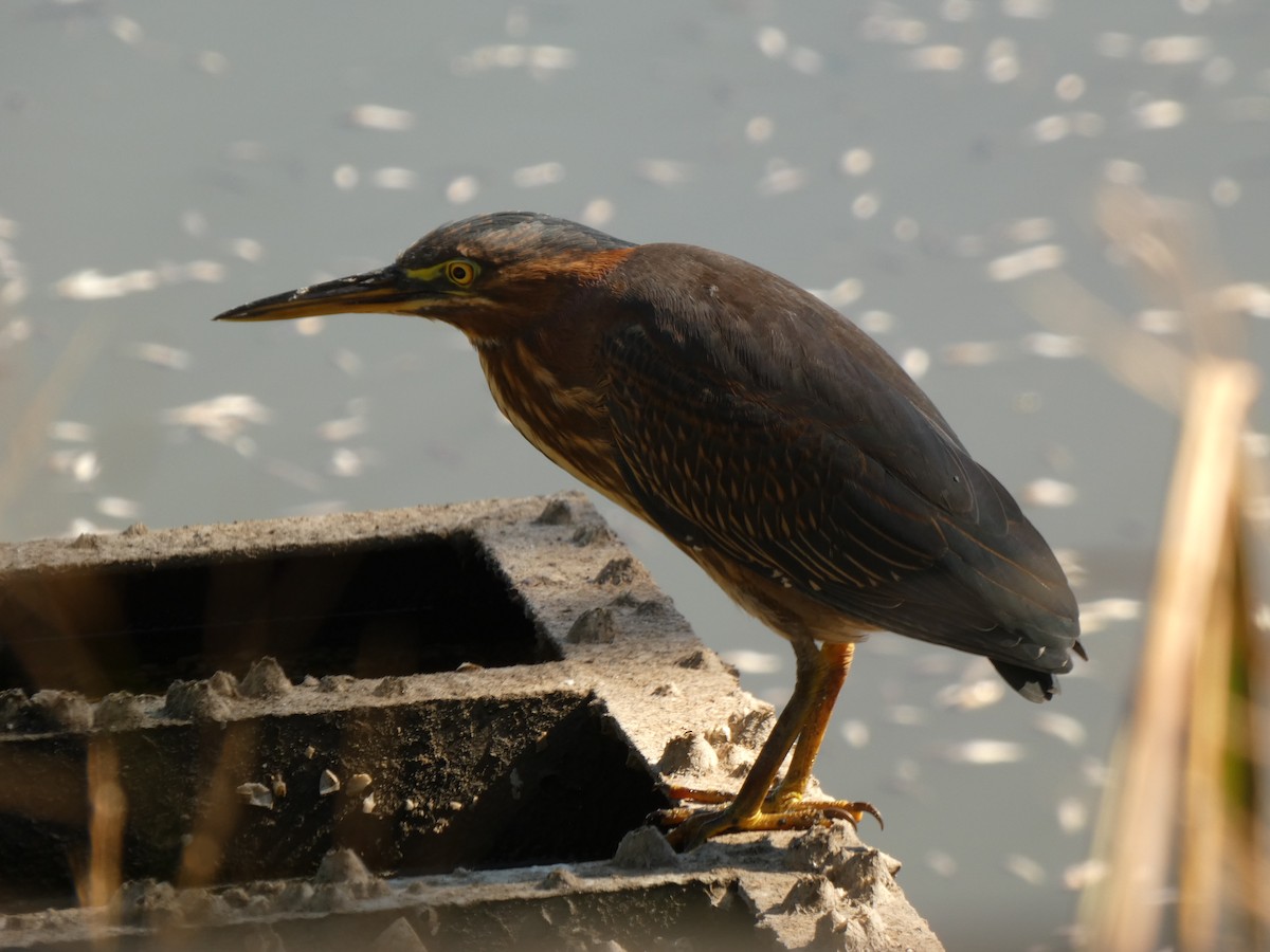 Green Heron - ML642965575