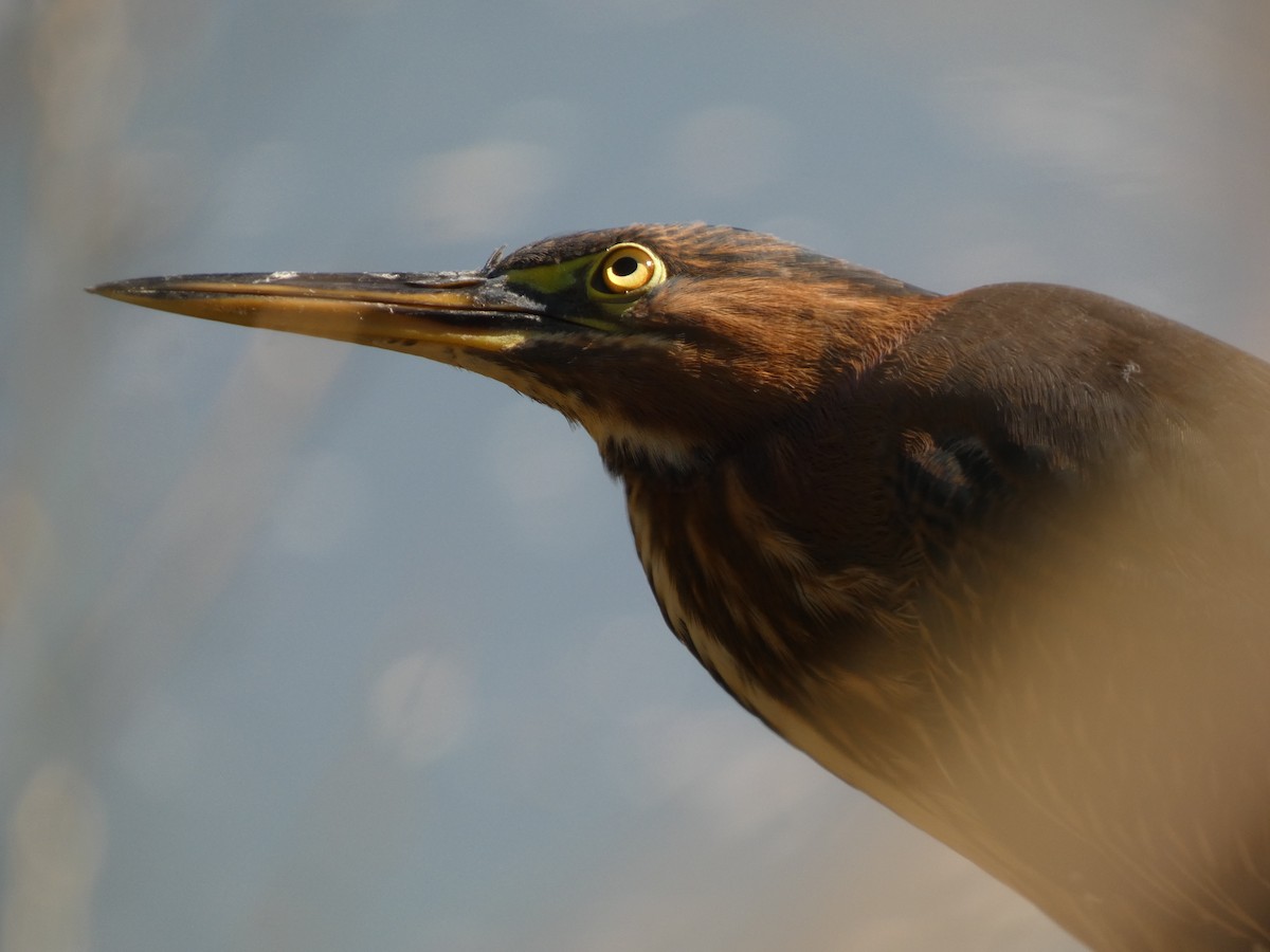 Green Heron - ML642965576