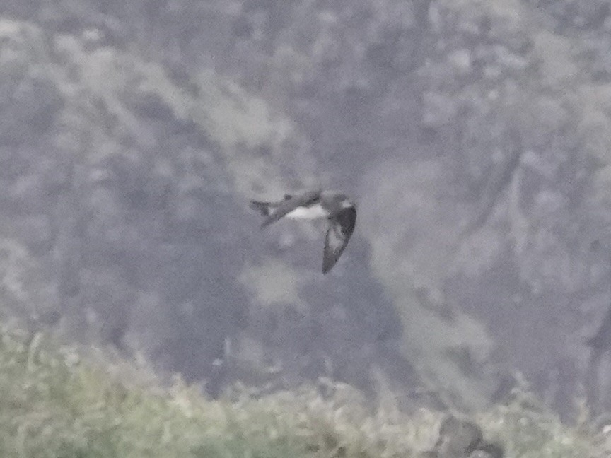 Herald Petrel - ML642965578