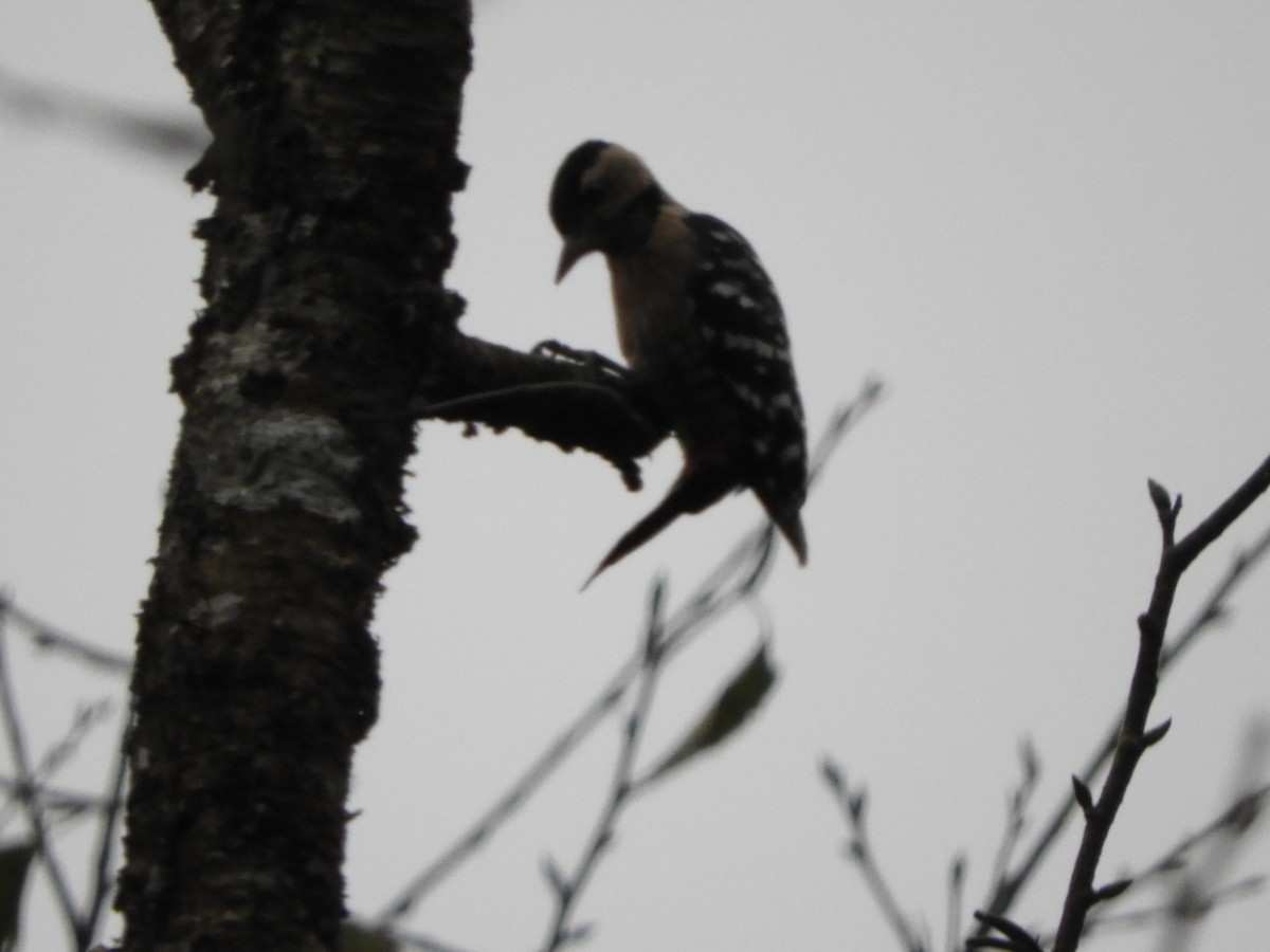 Fulvous-breasted Woodpecker - ML642965582
