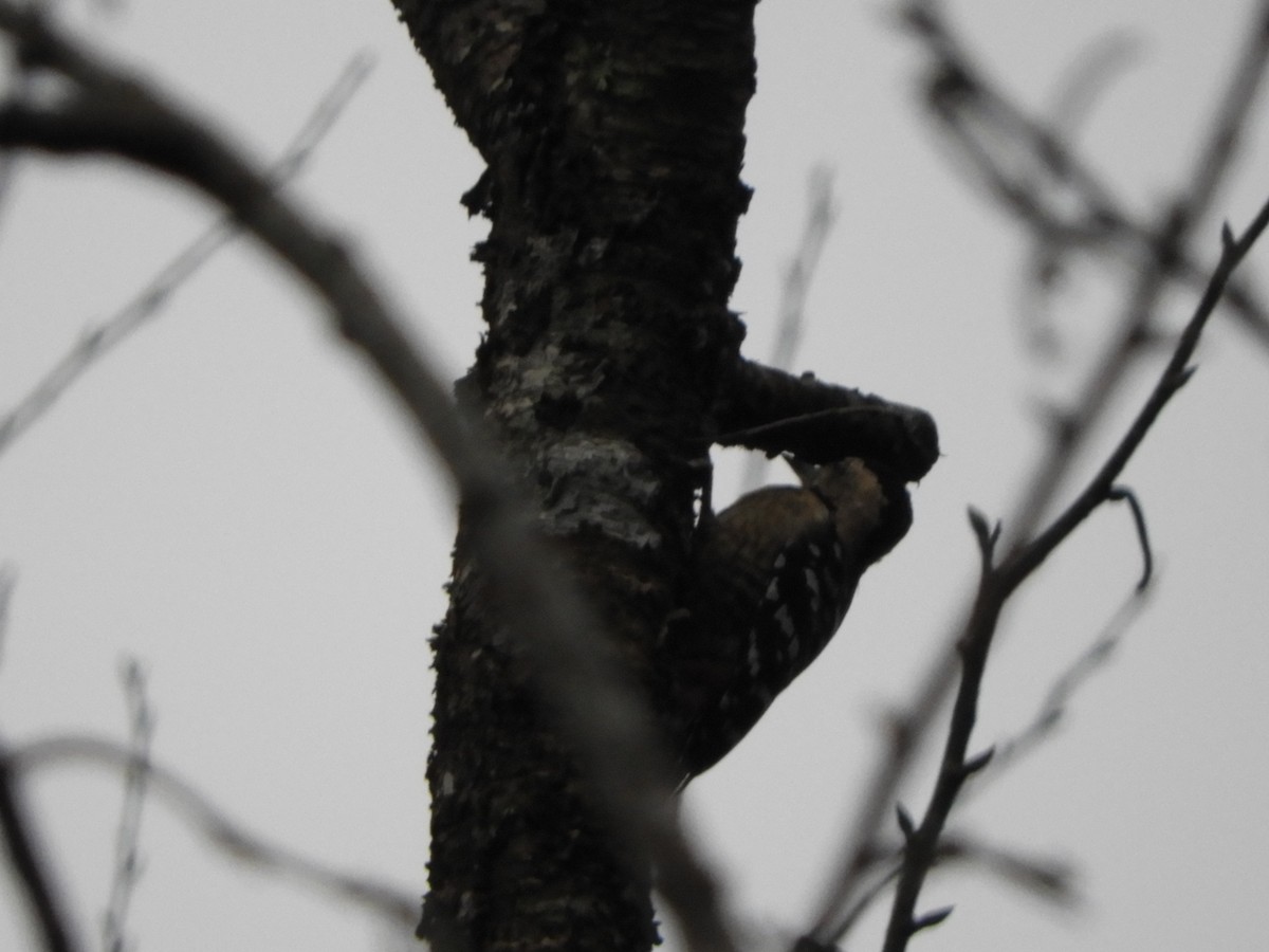 Fulvous-breasted Woodpecker - ML642965584
