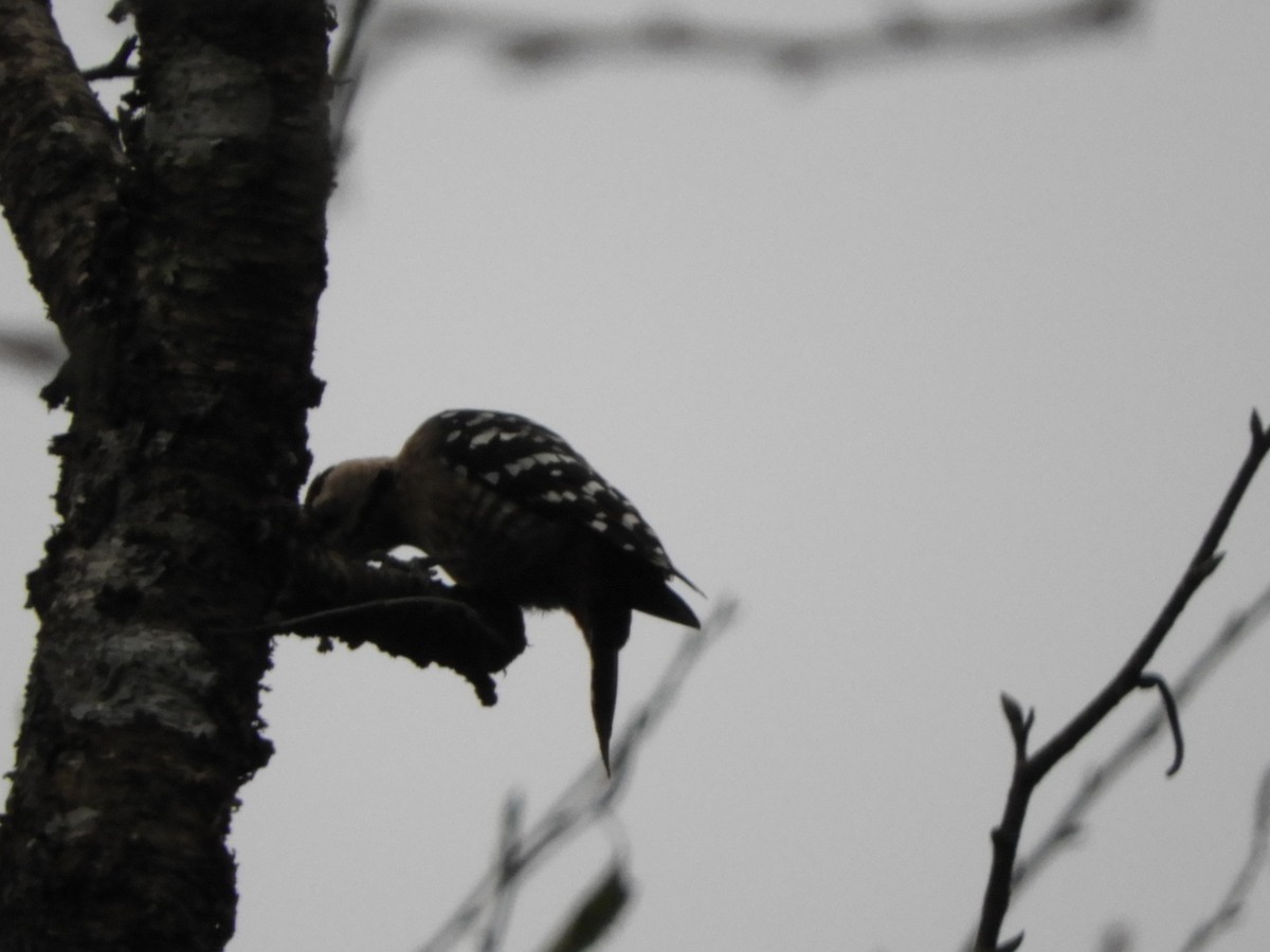 Fulvous-breasted Woodpecker - ML642965585