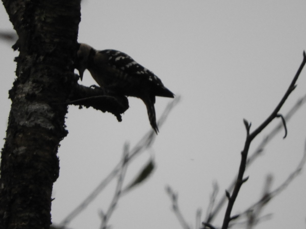 Fulvous-breasted Woodpecker - ML642965586